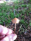 Psilocybe medullosa image
