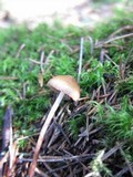 Psilocybe medullosa image