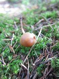 Psilocybe medullosa image