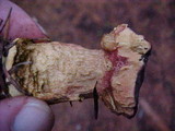 Boletus zelleri image