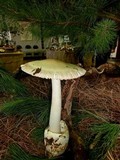 Amanita pachycolea image