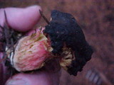Boletus zelleri image