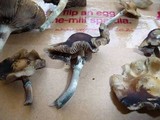 Psilocybe subaeruginascens image