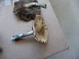 Psilocybe subaeruginascens image
