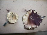 Psilocybe subaeruginascens image