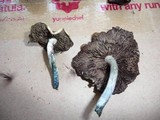 Psilocybe subaeruginascens image