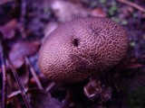 Scleroderma areolatum image