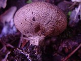 Scleroderma areolatum image