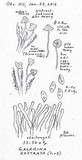 Galerina rostrata image