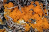 Thelebolus terrestris image