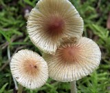 Image of Pseudosperma friabile