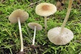Pseudosperma friabile image