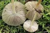 Pseudosperma friabile image