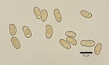 Pseudosperma friabile image