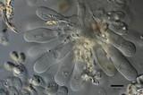 Pseudosperma friabile image