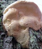 Fomitopsis mounceae image