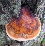 Fomitopsis mounceae image