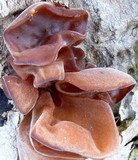 Auricularia angiospermarum image