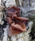 Auricularia angiospermarum image