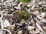 Cortinarius magicus image