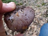 Cortinarius magicus image