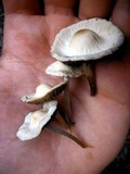Image of Panaeolus cambodginiensis