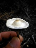 Panaeolus cambodginiensis image