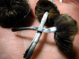 Panaeolus cambodginiensis image