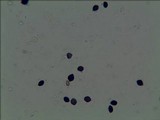 Panaeolus cambodginiensis image