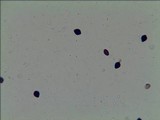 Panaeolus cambodginiensis image