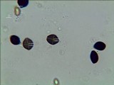 Panaeolus cambodginiensis image