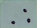 Panaeolus cambodginiensis image