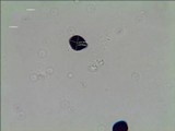 Panaeolus cambodginiensis image