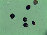 Panaeolus cambodginiensis image