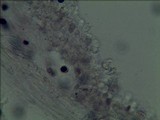 Panaeolus cambodginiensis image