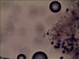Panaeolus cambodginiensis image