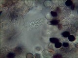 Panaeolus cambodginiensis image