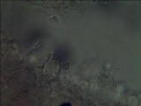Panaeolus cambodginiensis image