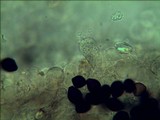 Panaeolus cambodginiensis image