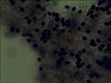 Panaeolus cambodginiensis image