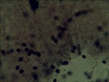 Panaeolus cambodginiensis image