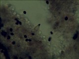Panaeolus cambodginiensis image
