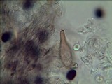 Panaeolus cambodginiensis image