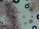 Panaeolus cambodginiensis image