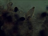 Panaeolus cambodginiensis image