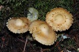 Inocybe kauffmanii image