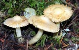 Inocybe kauffmanii image