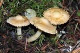 Inocybe kauffmanii image