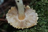 Inocybe kauffmanii image