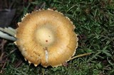 Inocybe kauffmanii image